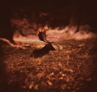 Last Day of the Woods