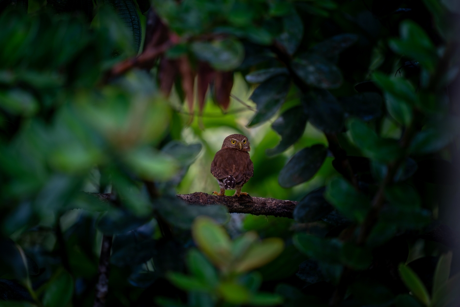 Lilen - Uryta w zieleni. Pomimo tego, że Sóweczka lilipucia (Glaucidium griseiceps) jest aktywna głównie w ciągu dnia to jej zwyczaje żywieniowe i rozrodcze nie są dobrze znane. . Zdjęcie 324817
