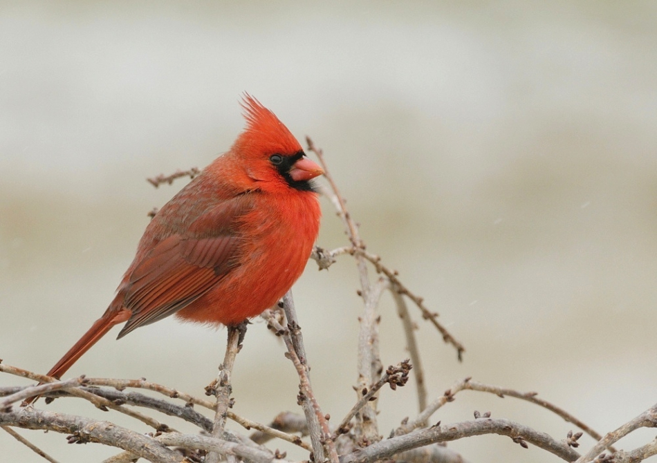 dudley - Kardynal szkarlatny (Cardinalis cardinalis). . Zdjęcie 135232