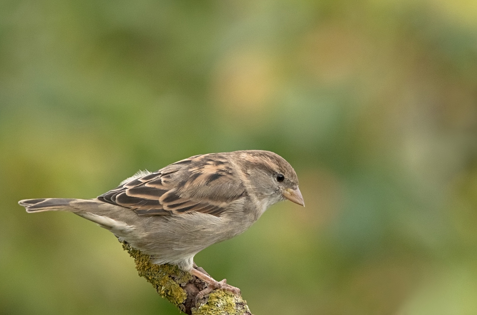 roman53 - . . Zdjęcie 302850