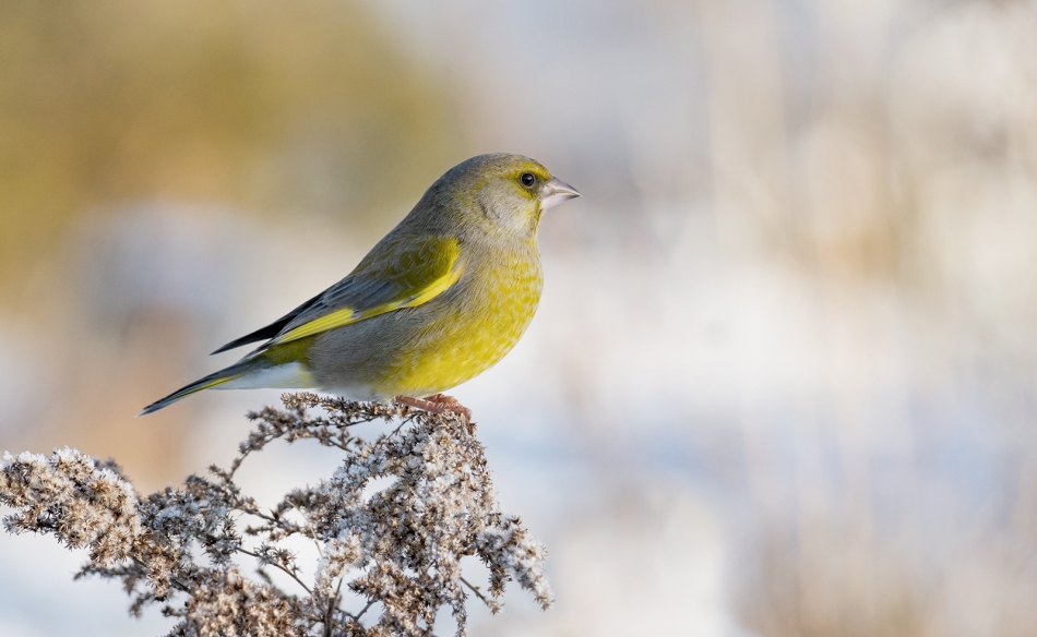 fotopasjonat - Dzwoniec. . Zdjęcie 312043