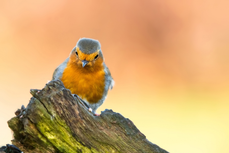 roman53 - . . Zdjęcie 292459