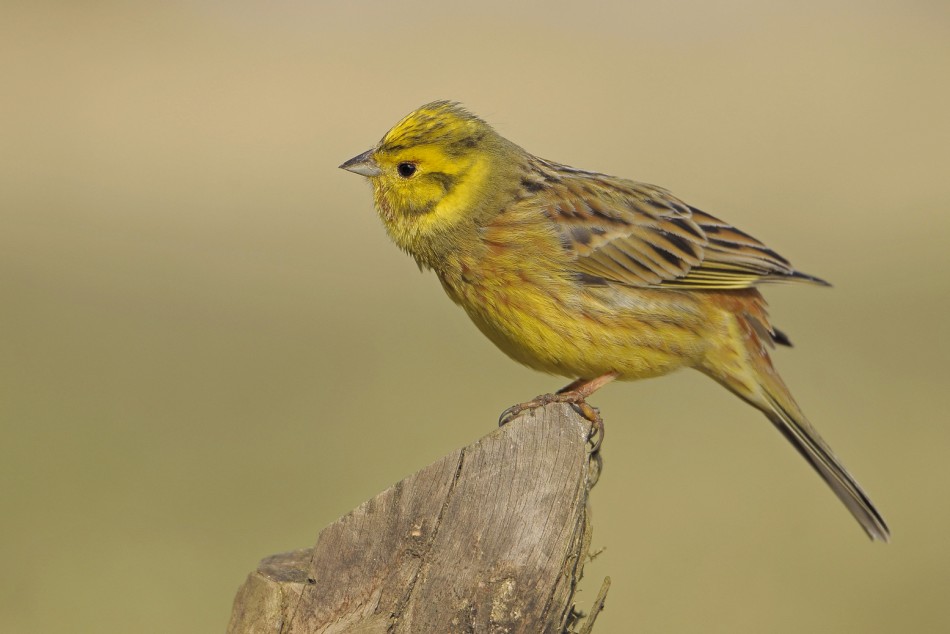 Trznadel . . Zdjęcie 339806