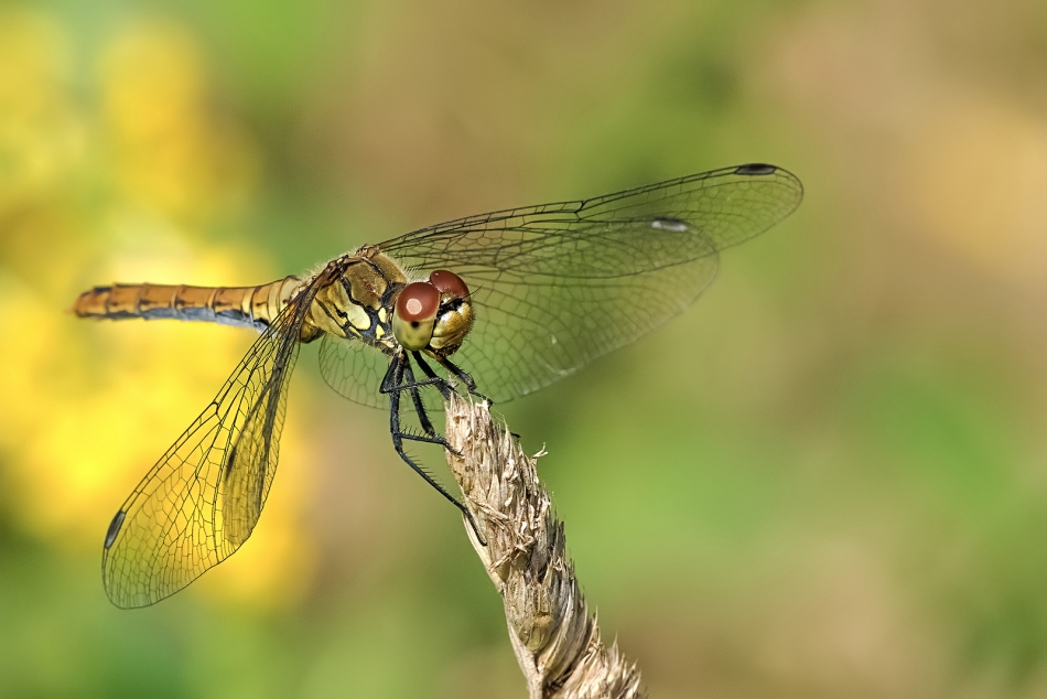 roman53 - . . Zdjęcie 291180