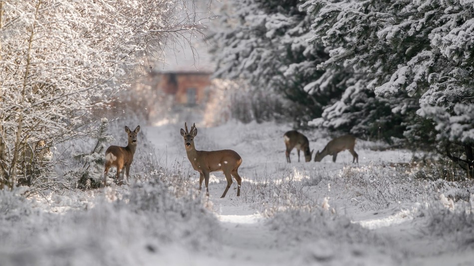 Śnieżnie . . Zdjęcie 338015