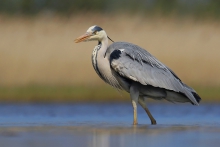 Czapla siwa