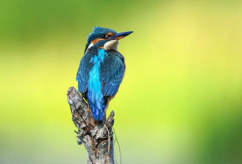 amigamedia - Ona. Zimorodek - Alcedo atthis . Zdjęcie 248989