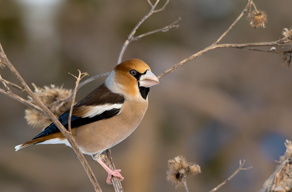 roman53 - Grubodziób. . Zdjęcie 321048