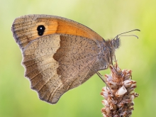 Maniola jurtina