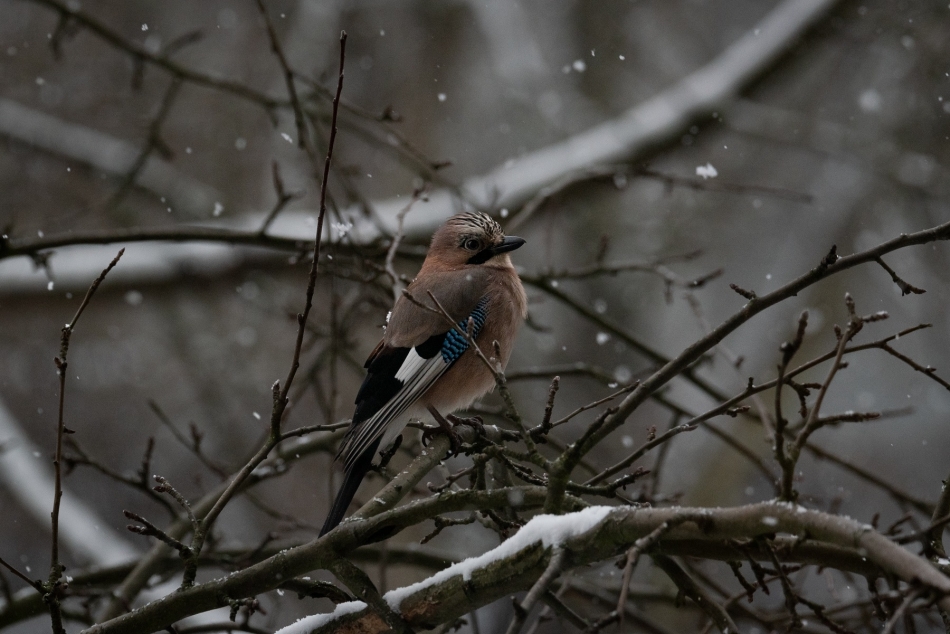 cieszka - Pierwszy śnieg. . Zdjęcie 320122