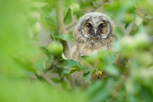 Uszatka, Long-eared Owl...