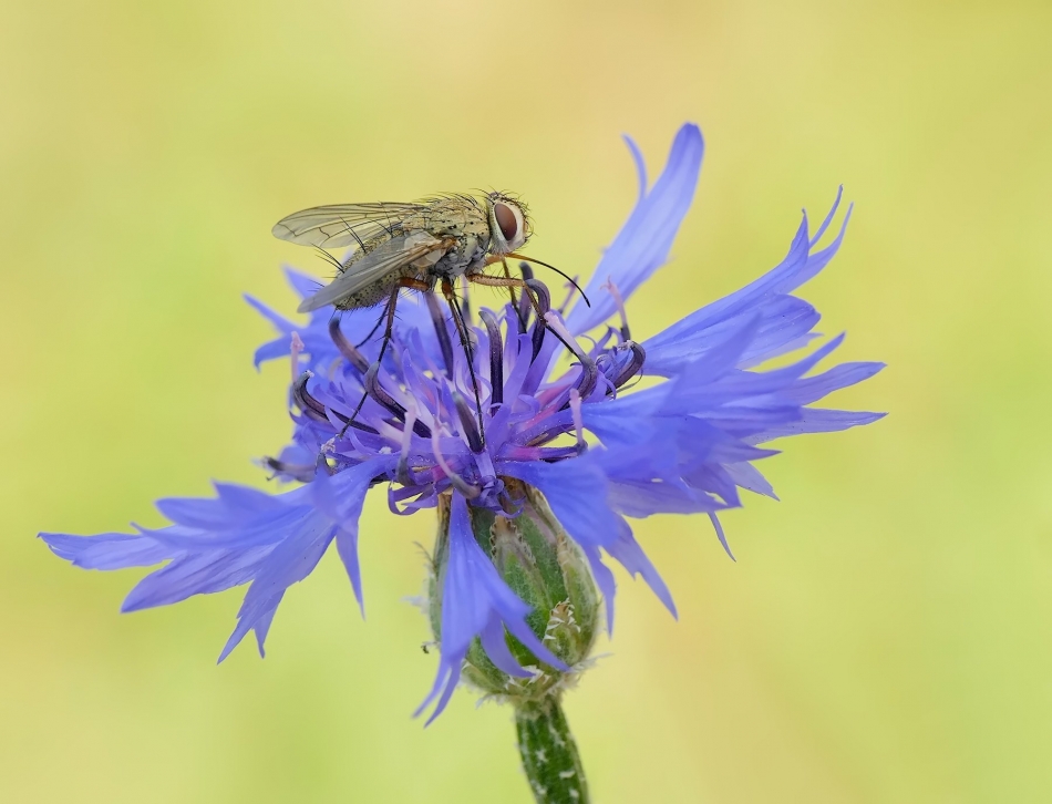 keni - Mucha domowa (Musca domestica). PE proszę. Zdjęcie 333487