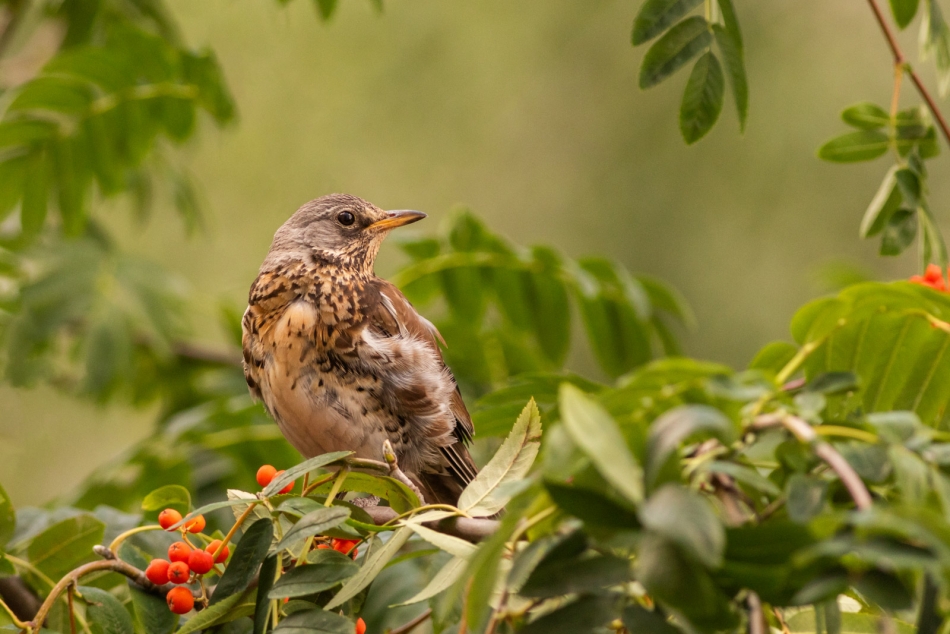 radson_foto - kwiczoł (Turdus pilaris). . Zdjęcie 325901