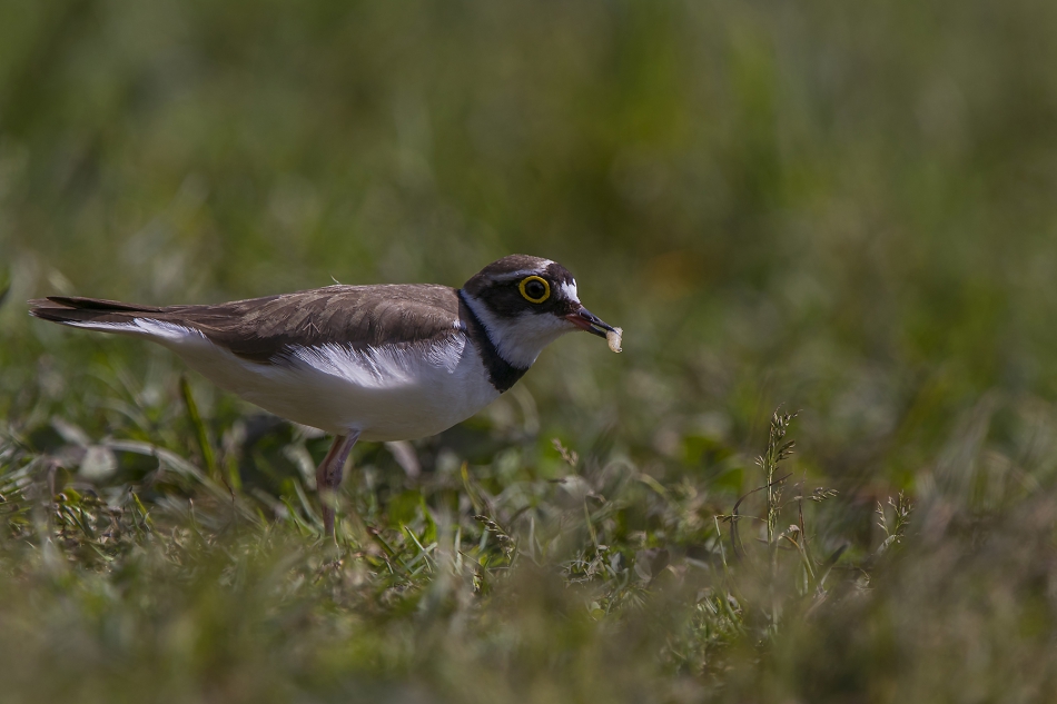 aratta - Sieweczka obrożna(Charadrius hiaticula).. . Zdjęcie 314761