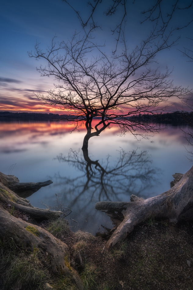adampa - FORGOTTEN TREE. PE + F11. Zdjęcie 314195