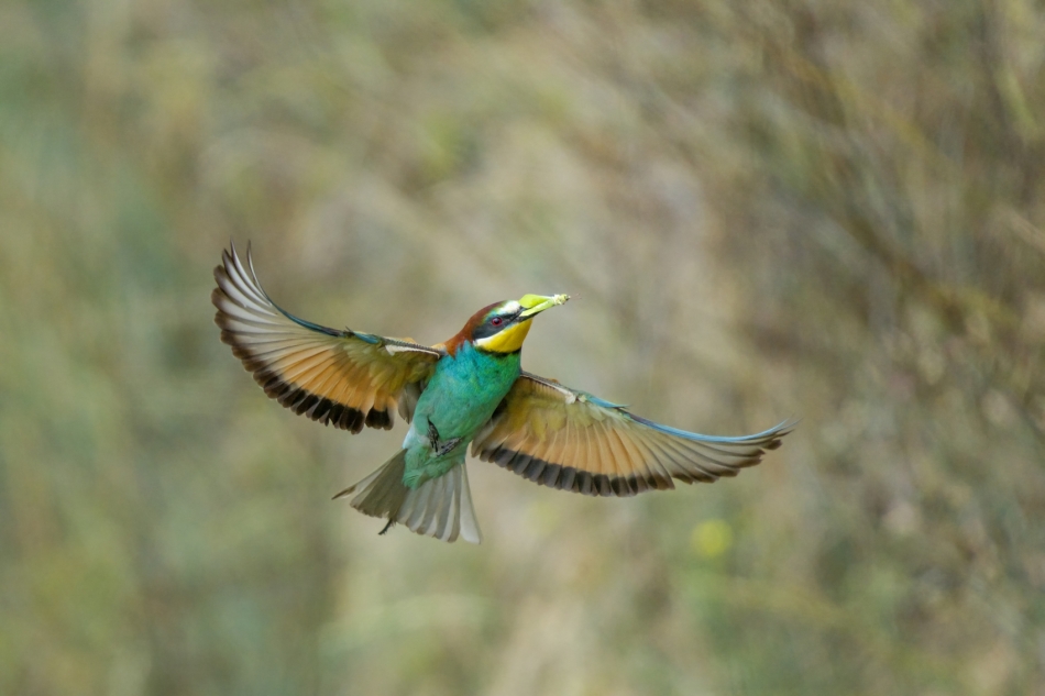 amigamedia - Tego lata ubywa motyli (:.  Żołna (Merops apiaster) Przyroda naszego regionu. Sony ILCE-1+Sony SEL200600G FE 200-600mm f/5.6-6.3 G OSS. Przysłona: f/6,3; Czas ekspozycji: 1/3200 s; ISO: 1250; Ogniskowa: 600 mm.. Zdjęcie 325579
