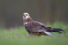 Błotniak stawowy
