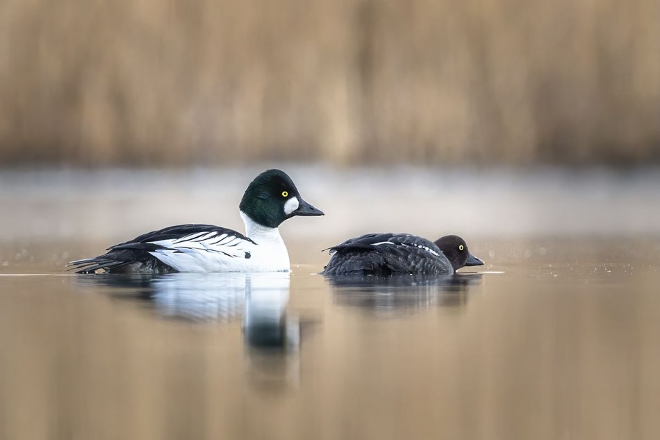 Gągoł . . Zdjęcie 338728