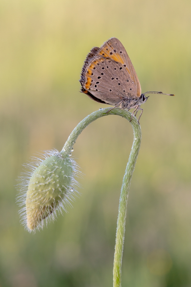 marek50 - . . Zdjęcie 196853