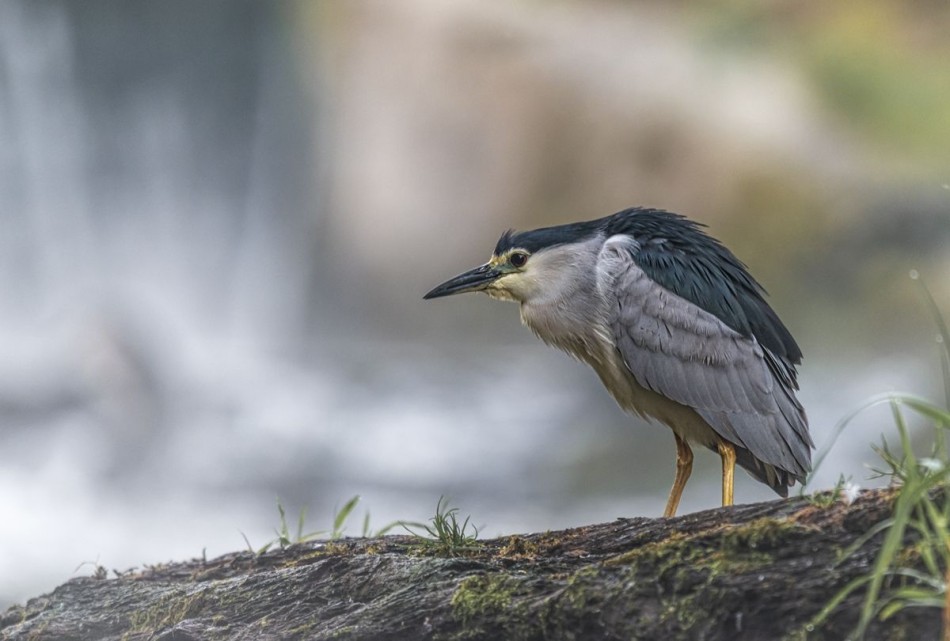 Ślepowron. . Zdjęcie 338010