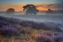 LATE SUMMER