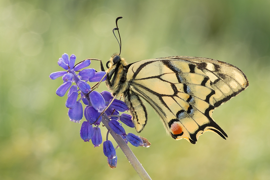 grzegorz - . . Zdjęcie 144347