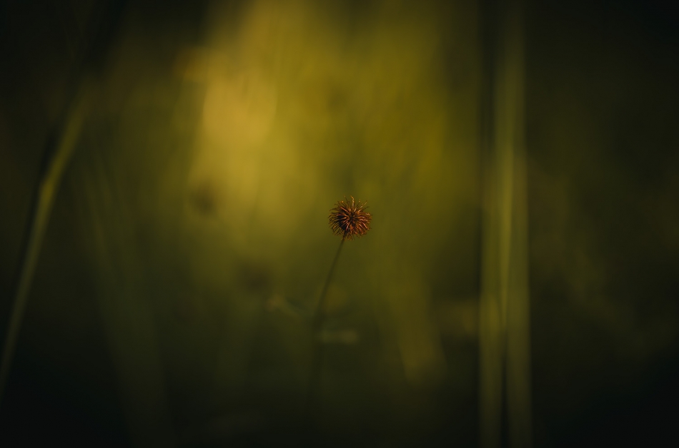 .. . Zdjęcie 336852