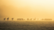 Travellers