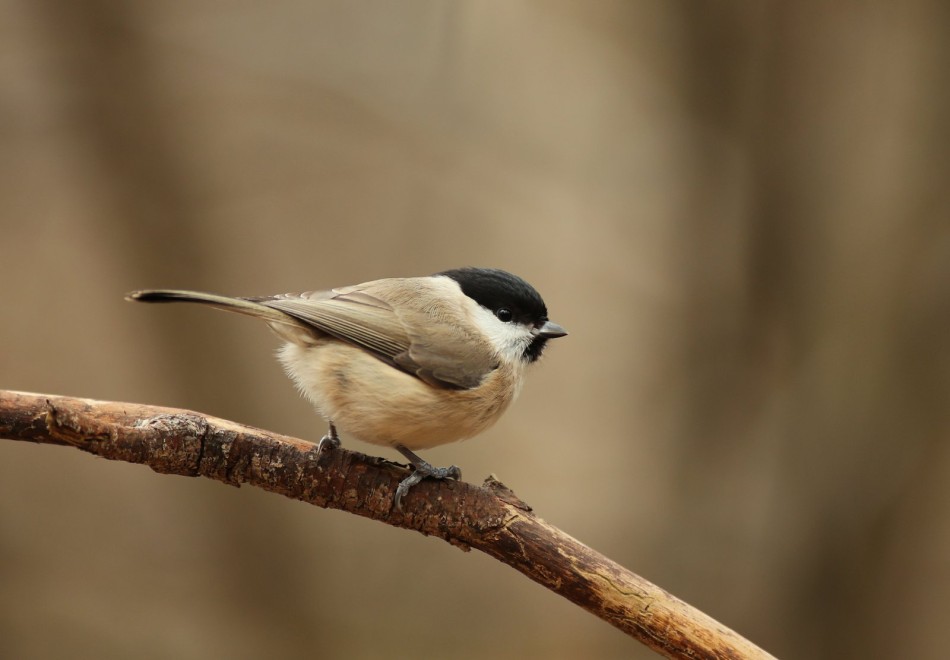 Sikorka uboga. . Zdjęcie 338596