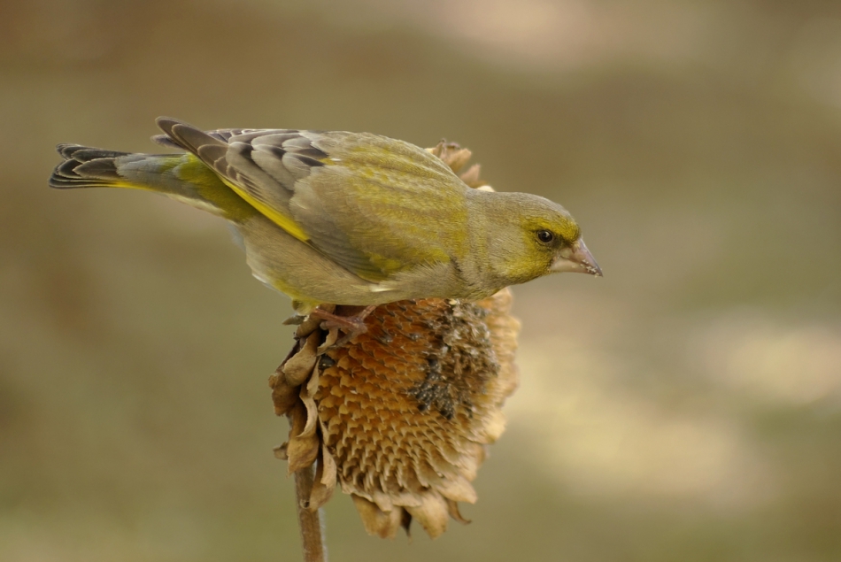 gryzli - . dzwoniec (Chloris chloris)  PE. Zdjęcie 261373