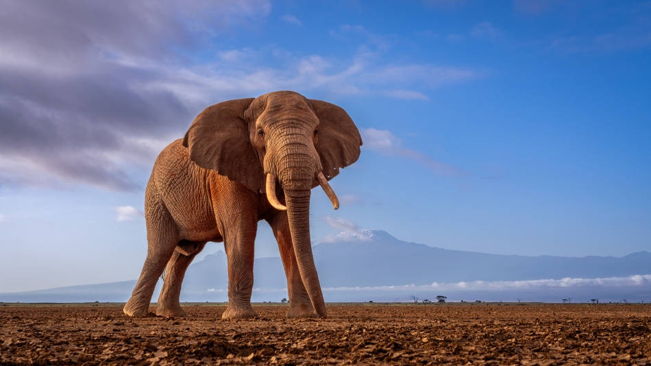 Lilen - Kandydat do elity. Niektóre stare samce słonia posiadają ciosy sięgające ziemi, które ważą ponad 50 kg każdy. Niestety, ze względu na kłusownictwo takich słoni jest coraz mniej i obecnie szacuje się ich liczbę na 50-100os. w całej Afryce. .