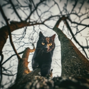 Złotooka