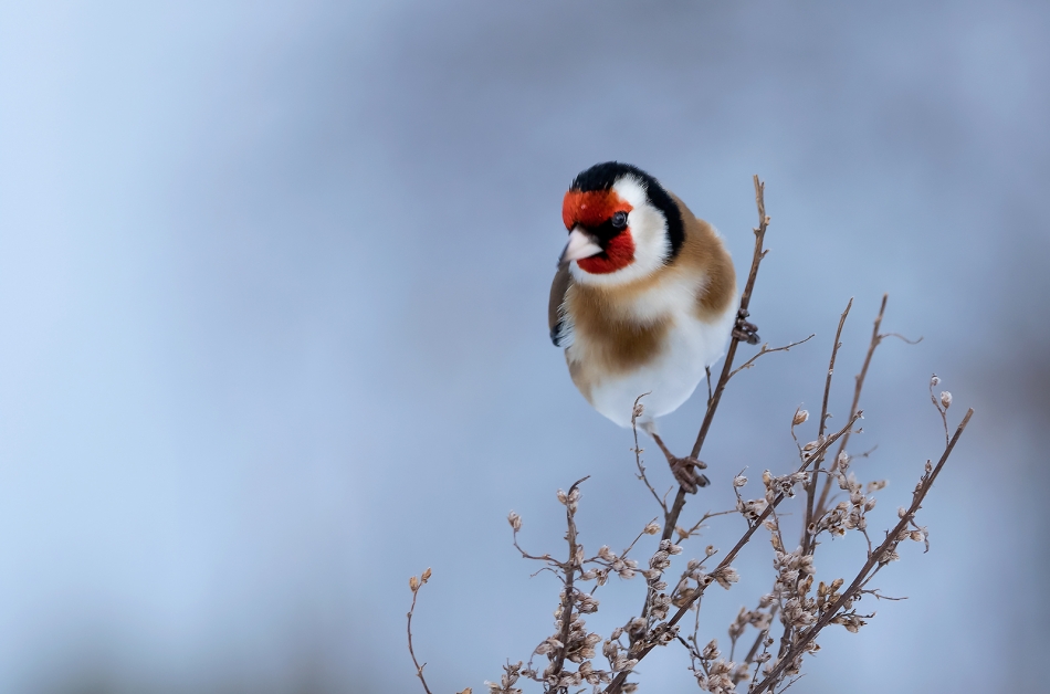 roman53 - . . Zdjęcie 323447