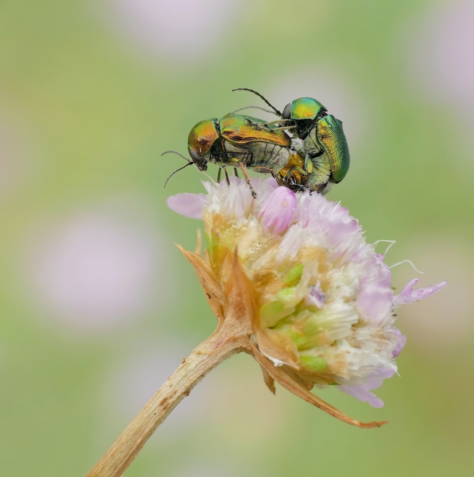 keni - Chrysolina fastuosa. PE proszę. Zdjęcie 334041