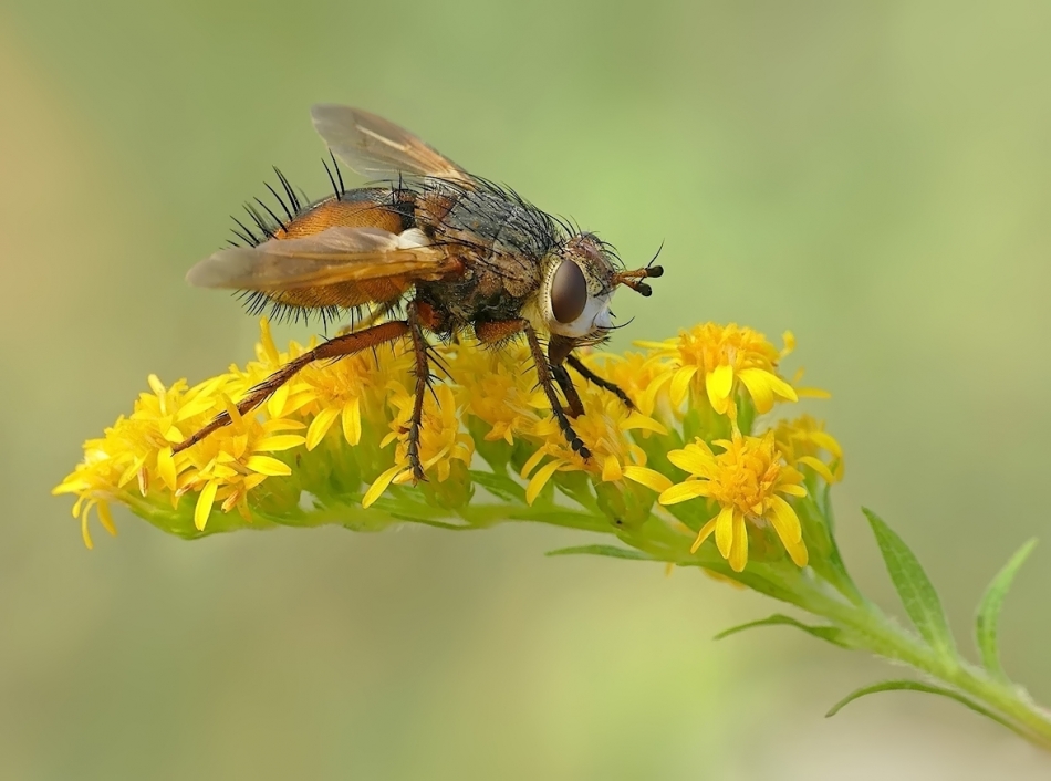 Gymnosoma spp. PE. Zdjęcie 336733
