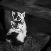 więzi