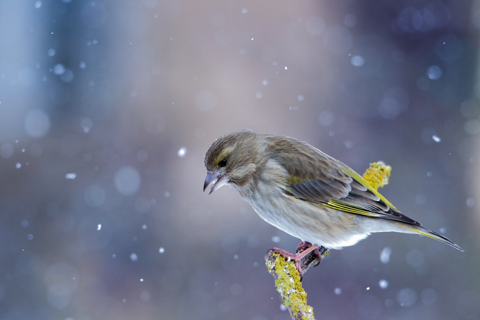 roman53 - . . Zdjęcie 304375