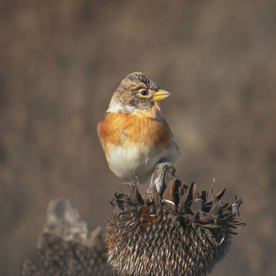 Jer na słoneczniku . . Zdjęcie 339115