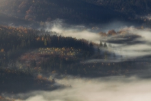 Forest Song