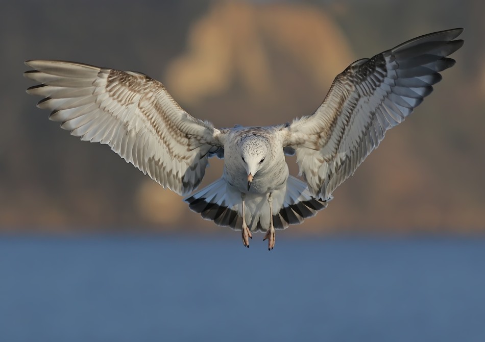 Mewa. PE. Zdjęcie 338192