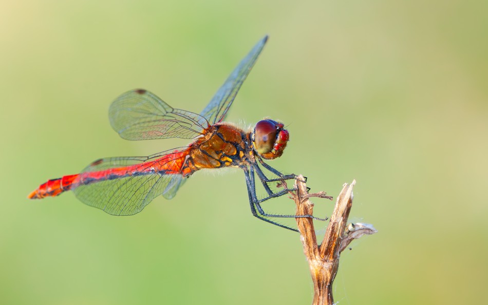 Ważka. . Zdjęcie 339359