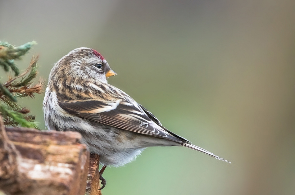 roman53 - Czeczotka. . Zdjęcie 321351