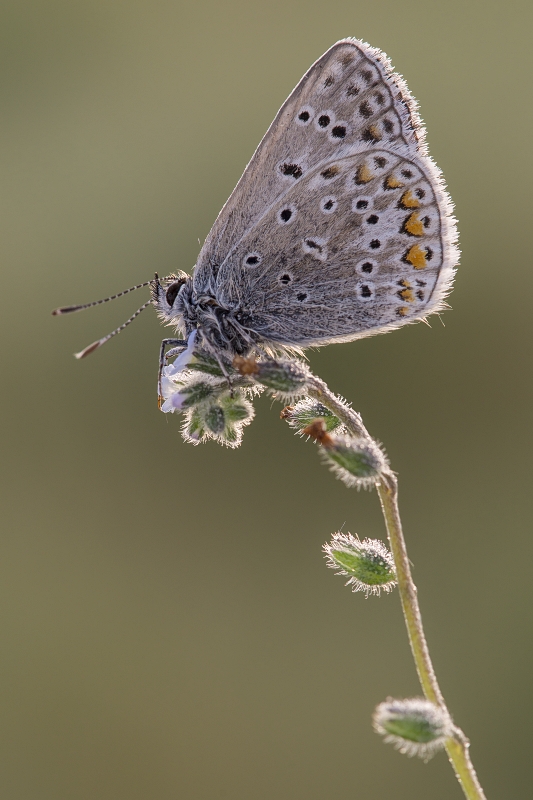 mariusz - Modraszek ikar (Polyommatus icarus). . Zdjęcie 143304