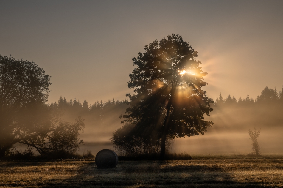 jerzy_safijanski - Białowieskie świtanie. . Zdjęcie 320834