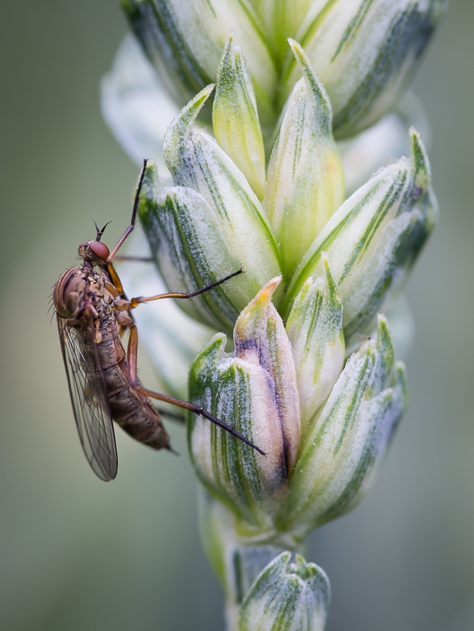 pekulka - . . Zdjęcie 311900