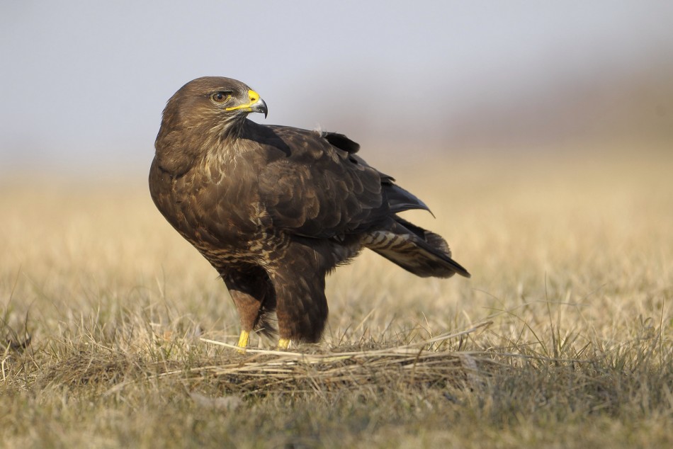 Myszołów . . Zdjęcie 339678