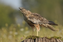 Błotniak stawowy 