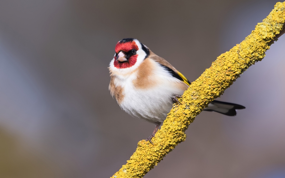 roman53 - Szczygieł. . Zdjęcie 313720