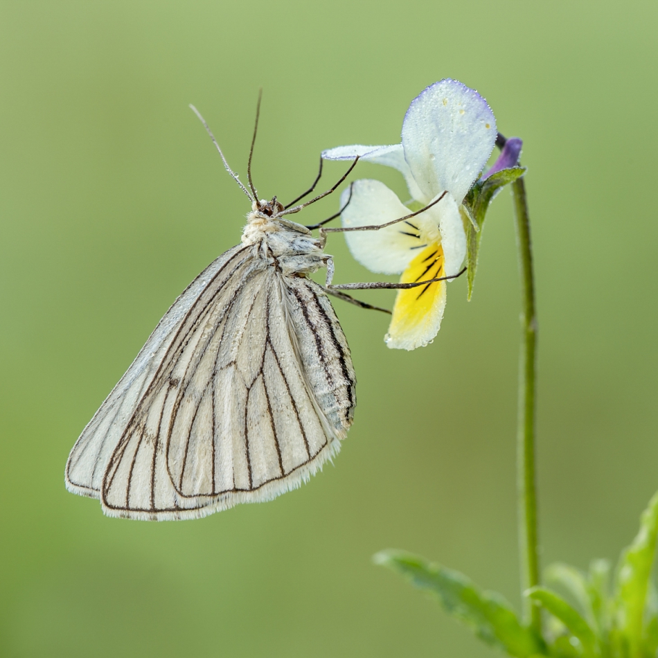 marek50 - Dyblik liniaczek. . Zdjęcie 197331