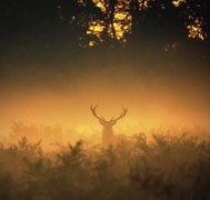 Golden Boy...